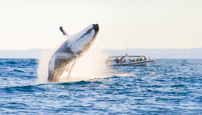 Humpback whales in tromso