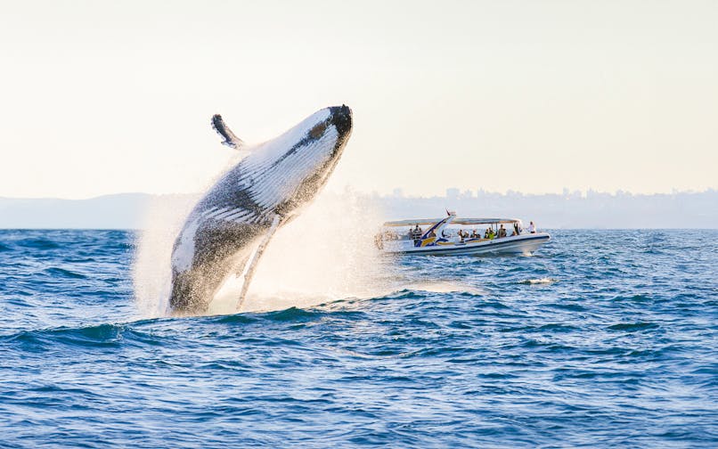 Whale breaching near Sydney Harbour during a catamaran whale watching tour.