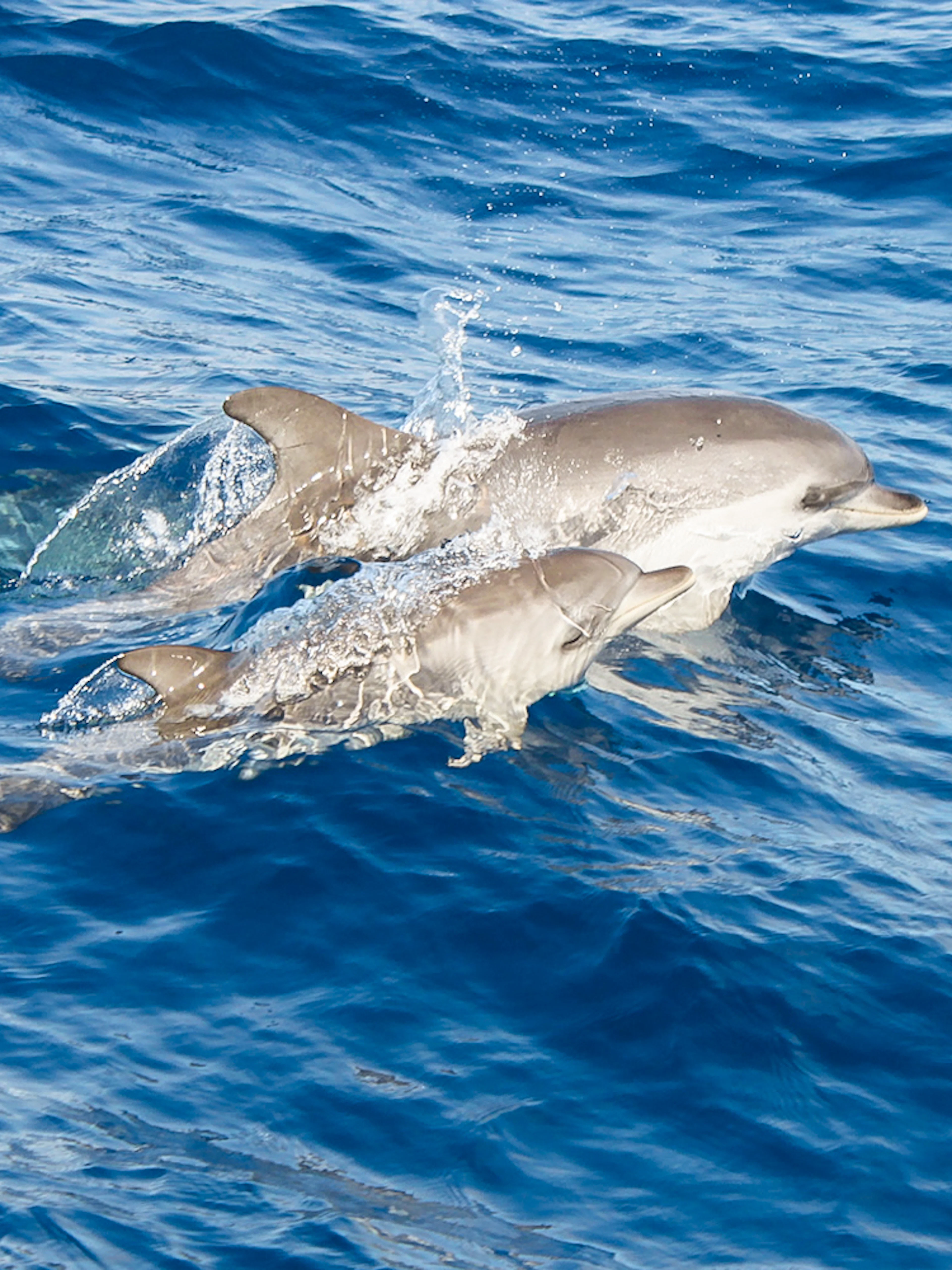 Dolphins swimming near a boat in Lanzarote.