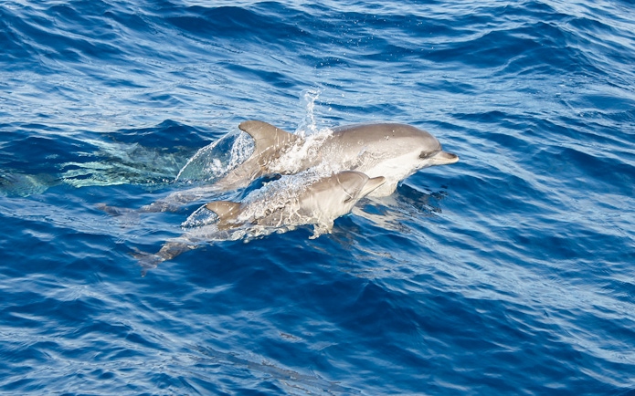 Dolphins swimming near a boat in Lanzarote.
