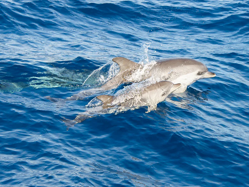 Speedboat Whale And Dolphin Watching Cruise - Lanzarote