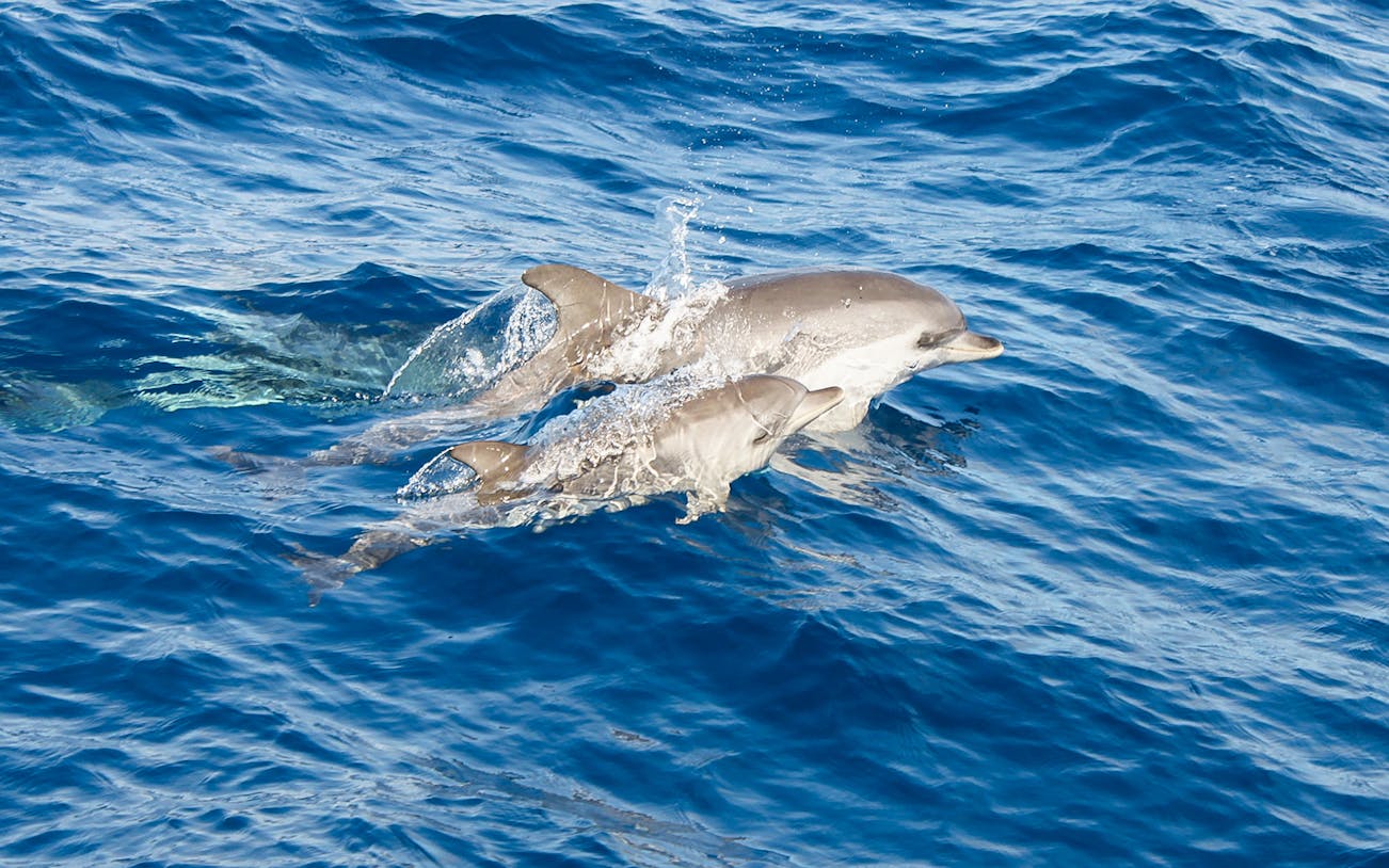 Dolphins swimming near a boat in Lanzarote.