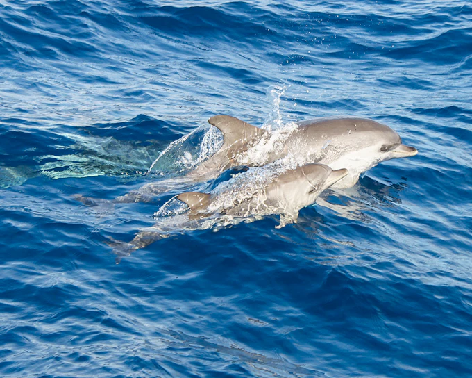 Speedboat Whale & Dolphin Watching Cruise
