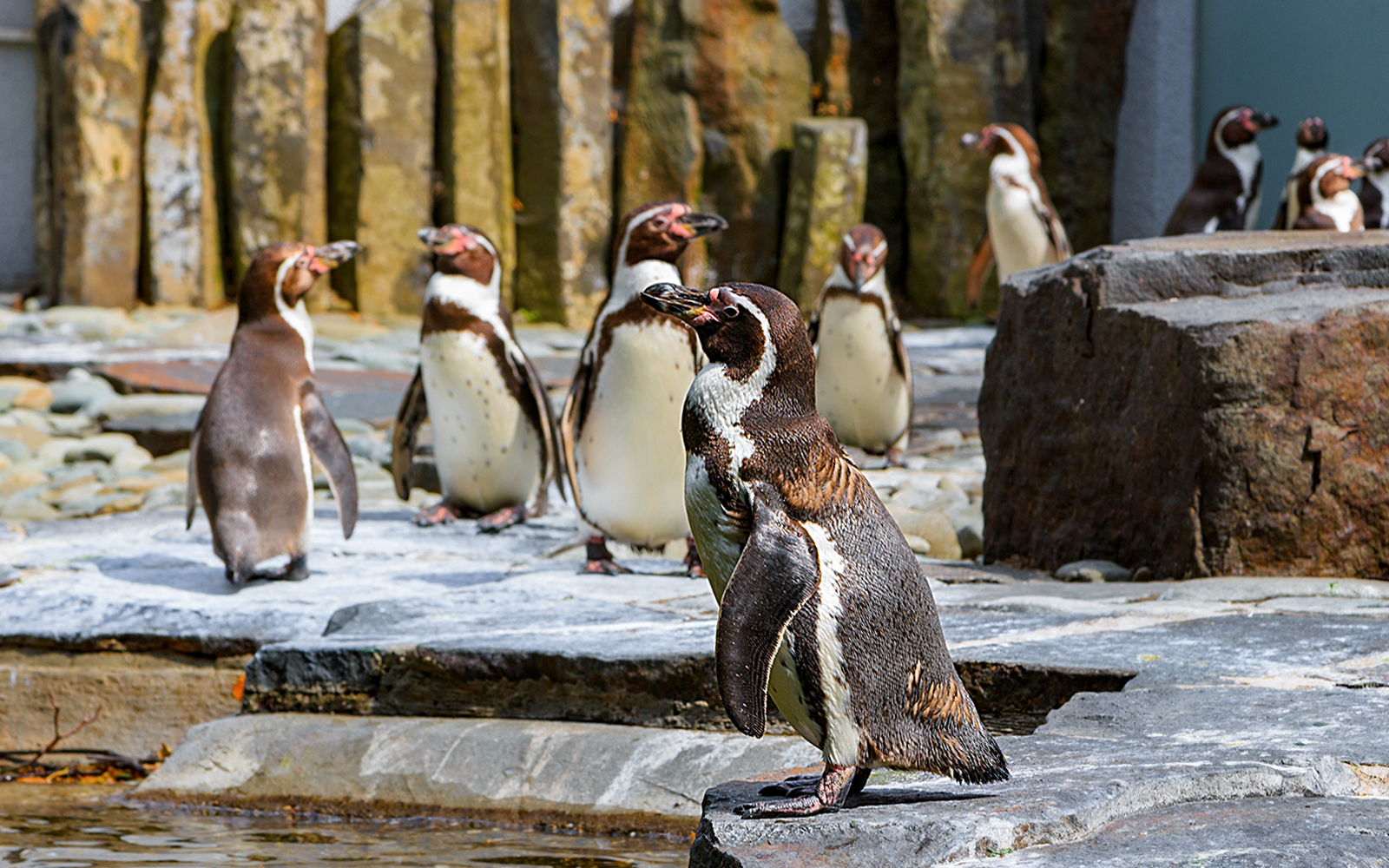 Prague Zoo - Penguins