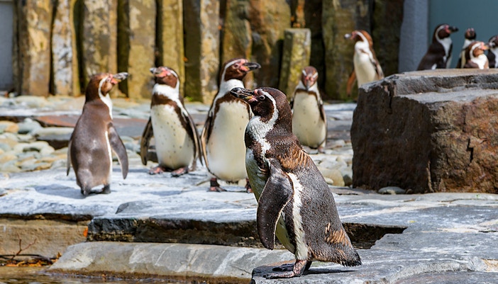 Prague Zoo - Penguins