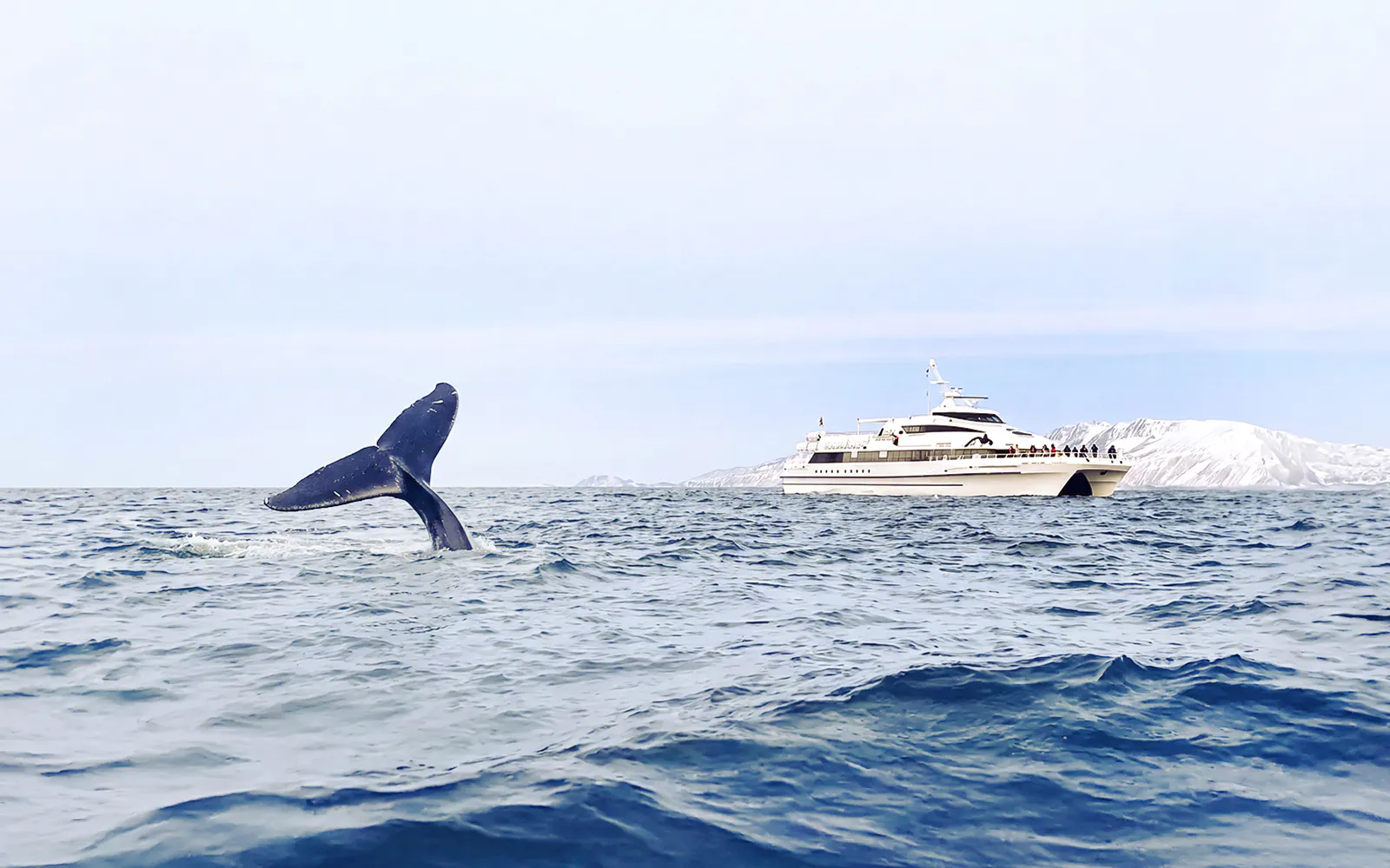 Whale tail emerging near motor catamaran during whale watching tour.