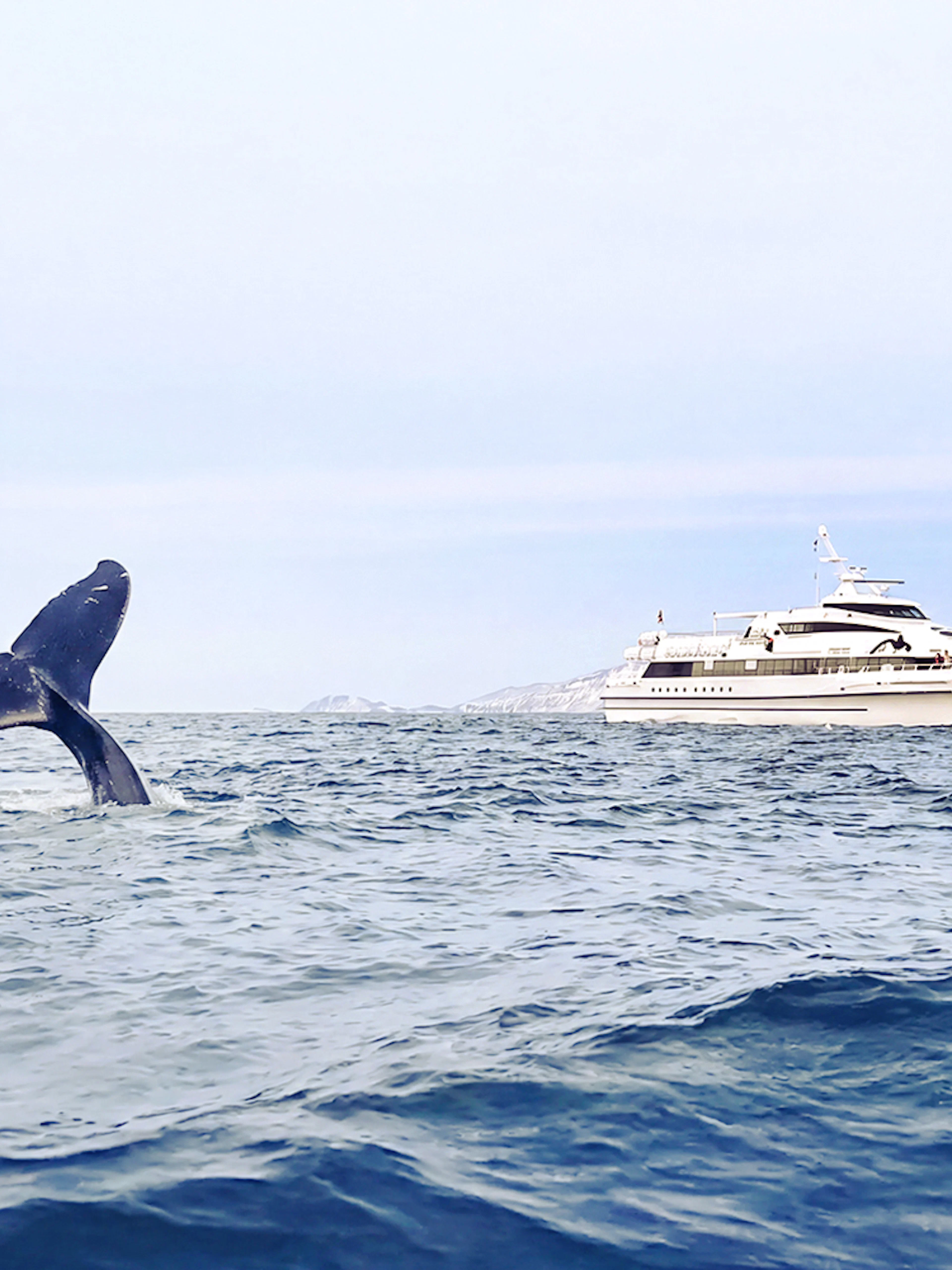 Whale tail emerging near motor catamaran during whale watching tour.