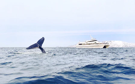 From Tromso: Whale Watching Tour on Motor Catamaran