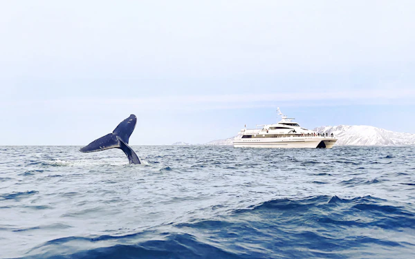 From Tromso: Whale Watching Tour on Motor Catamaran