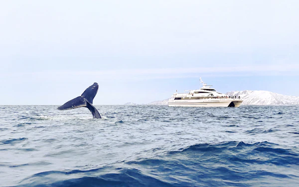 From Tromso: Whale Watching Tour on Motor Catamaran