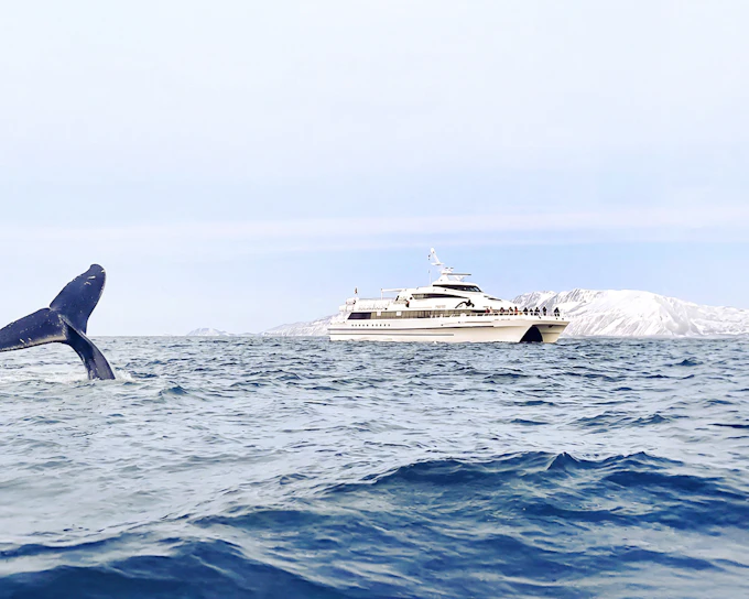 From Tromso: Whale Watching Tour On Motor Catamaran