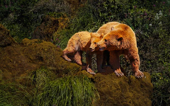 Mother bear with cub on rock in Cabarceno Natural Park, showcasing protective stance and sunlit fur.