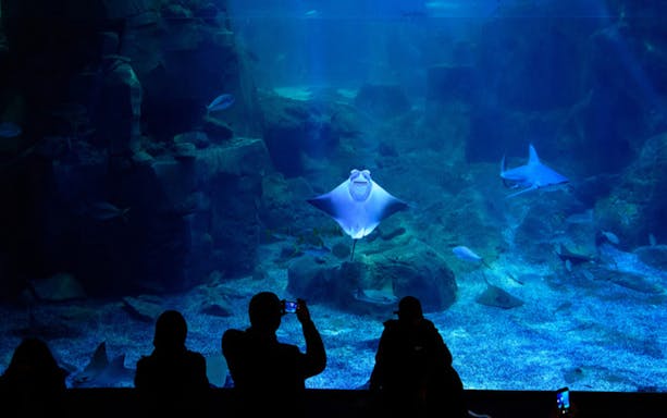 Visitors viewing marine life at Istanbul Aquarium with stingray and shark.