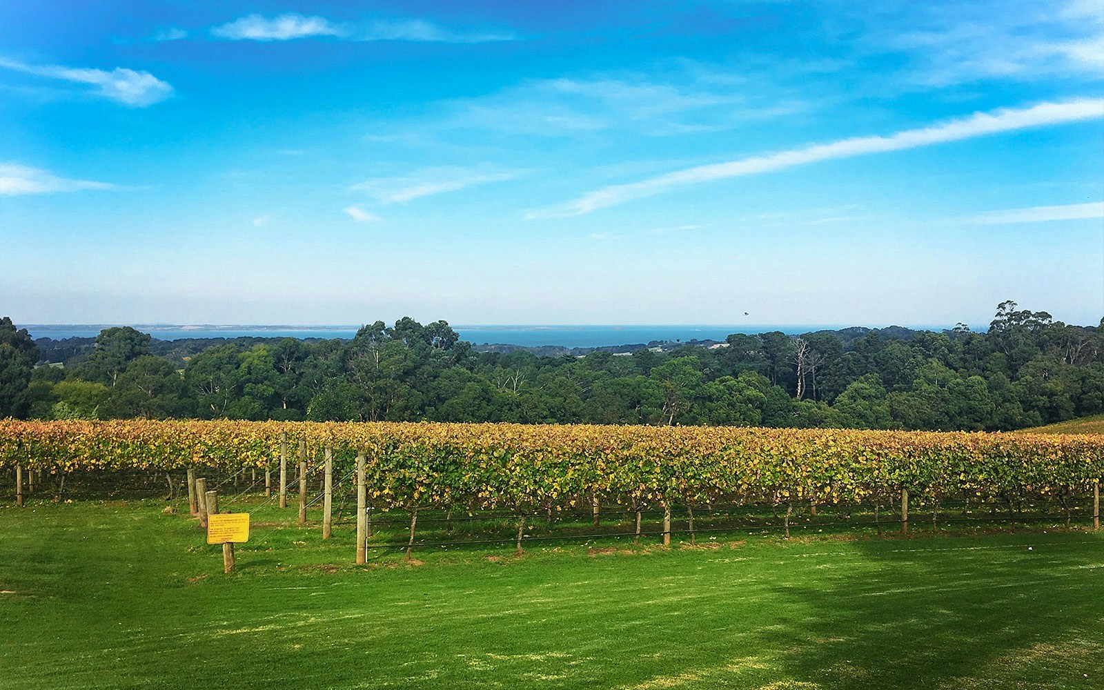 Yarra Valley vineyard with lush grapevines and distant hills, part of winery bus tour.