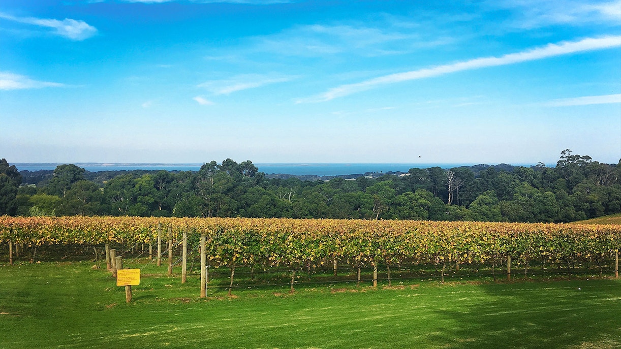 Yarra Valley vineyard with lush grapevines and distant hills, part of winery bus tour.