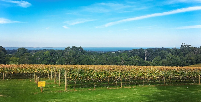 Yarra Valley vineyard with lush grapevines and distant hills, part of winery bus tour.