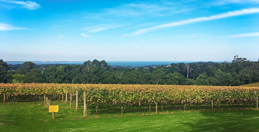 Yarra Valley vineyard with lush grapevines and distant hills, part of winery bus tour.