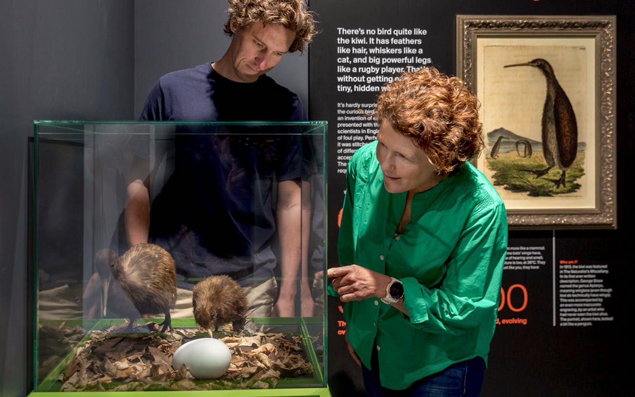 Tourists observing kiwi hatchlings at The National Kiwi Hatchery.