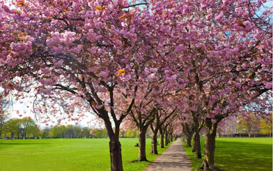 Cherry blossom trees lining a path in a park, Edinburgh.