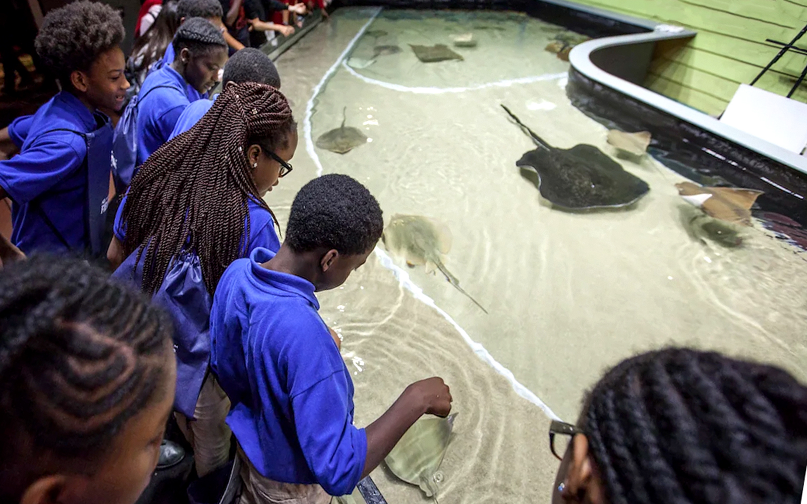 Visitors interacting with stingrays at Georgia Aquarium touch pool.