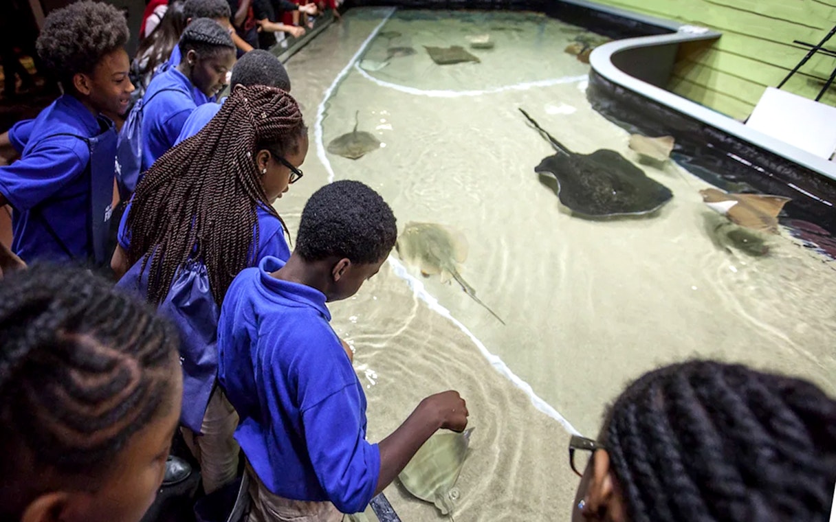 Visitors interacting with stingrays at Georgia Aquarium touch pool.