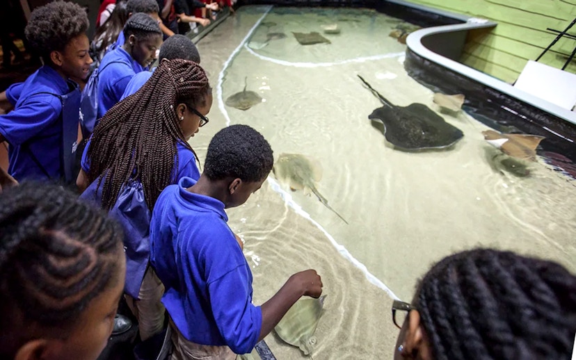 Visitors interacting with stingrays at Georgia Aquarium touch pool.