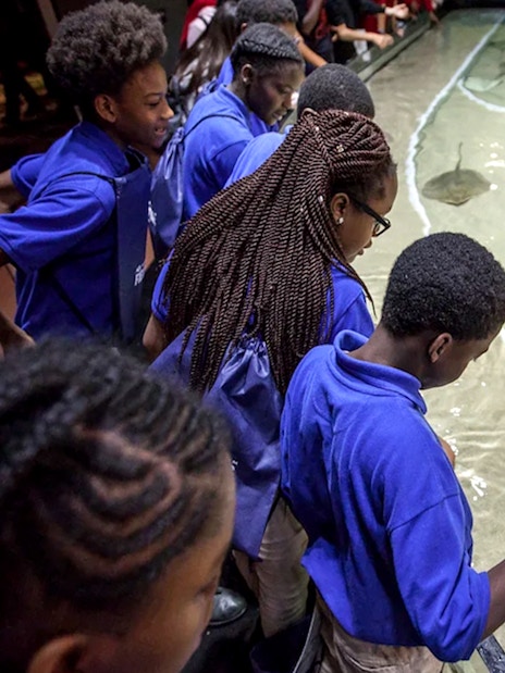 Visitors interacting with stingrays at Georgia Aquarium touch pool.