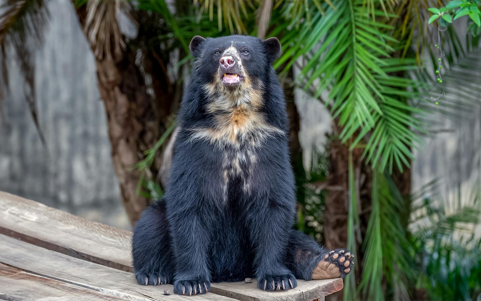 Spectacled bear sitting on wooden platform with green foliage background.