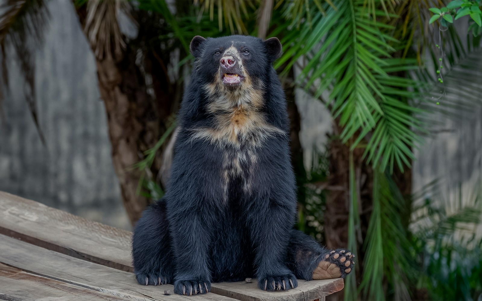 Spectacled bear sitting on wooden platform with green foliage background.
