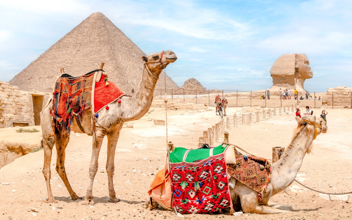 Camels resting near the Great Pyramid and Sphinx at the Giza Complex, Egypt.