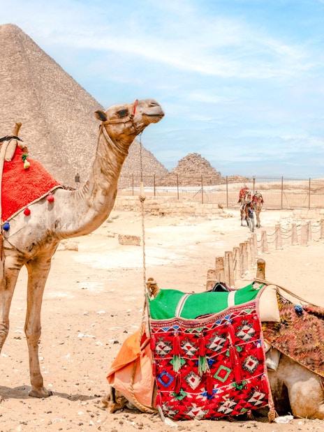 Camels resting near the Great Pyramid and Sphinx at the Giza Complex, Egypt.