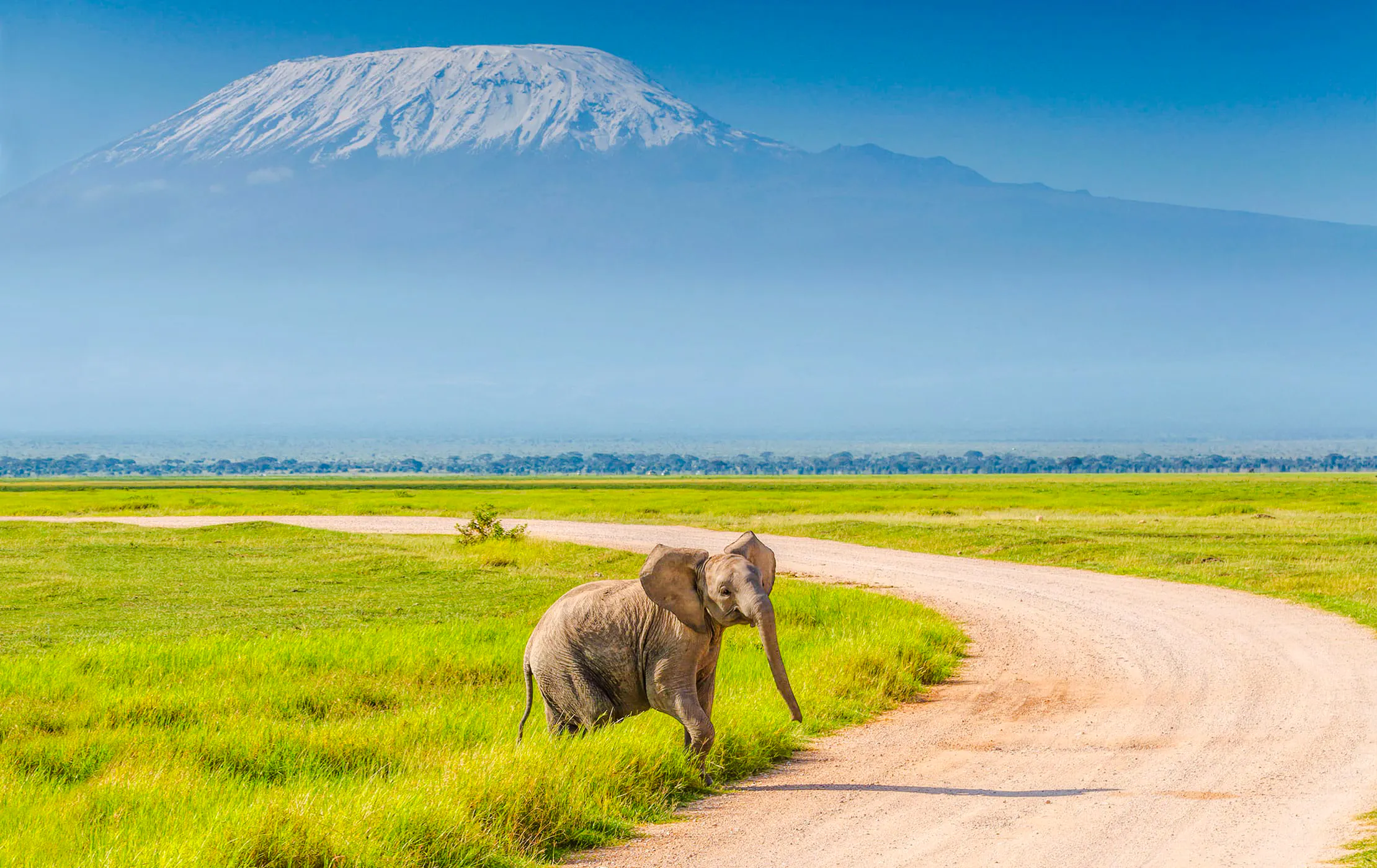 Elephant walking on a dirt path with Mount Kilimanjaro in the background, Amboseli National Park.