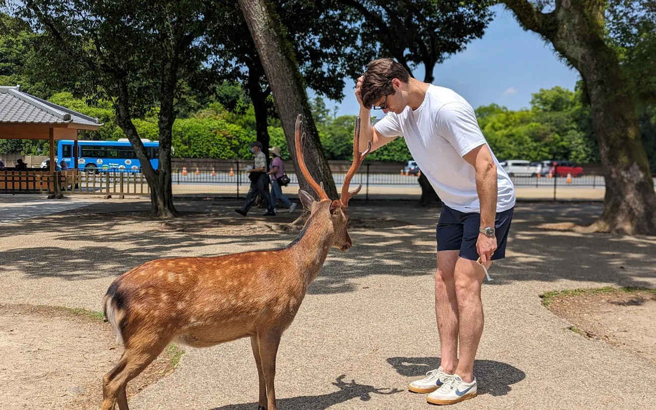 vandretur i nara: todaiji-tempelet, gangoji-tempelet, hjorteparken og te-seremonien-7