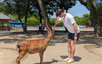 nara walking tour: todaiji temple, gangoji temple, deer park and tea ceremony-7
