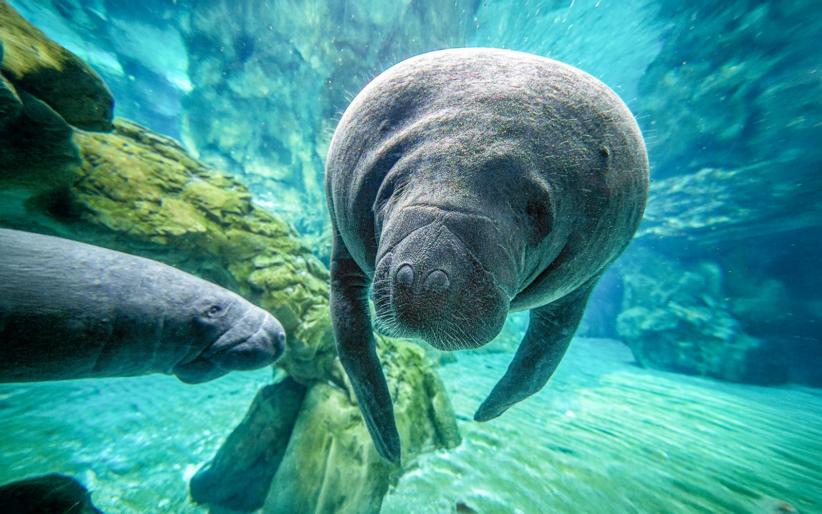 Underwater view of two manatees swimming near rocks.