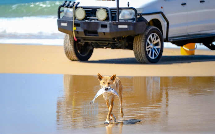 Dingo carrying fish on Fraser Island beach near parked car, K'gari.