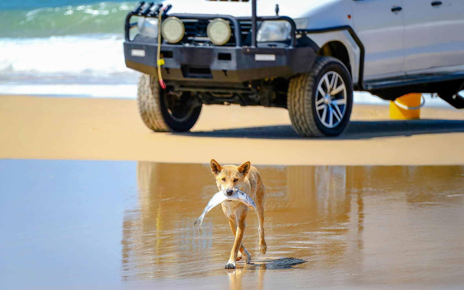 Dingo carrying fish on Fraser Island beach near parked car, K'gari.