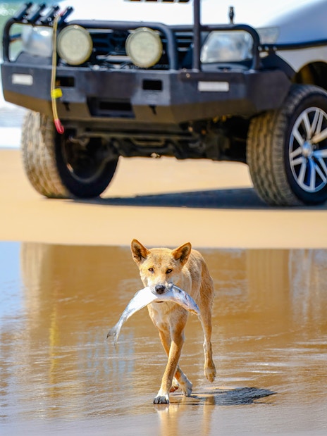 Dingo carrying fish on Fraser Island beach near parked car, K'gari.