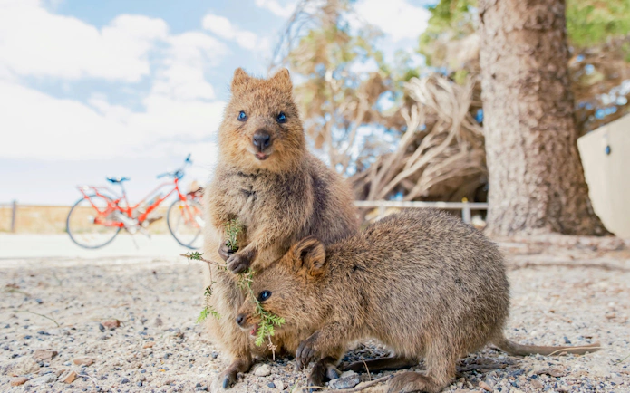 Mum and baby quokka on Rottnest Island, Western Australia, with bicycles in the background.