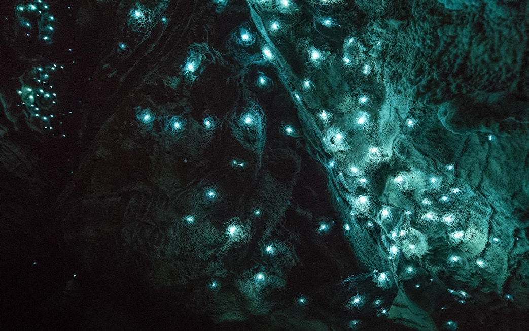 Glowworms illuminating the ceiling of Aranui Cave during a guided tour in New Zealand.