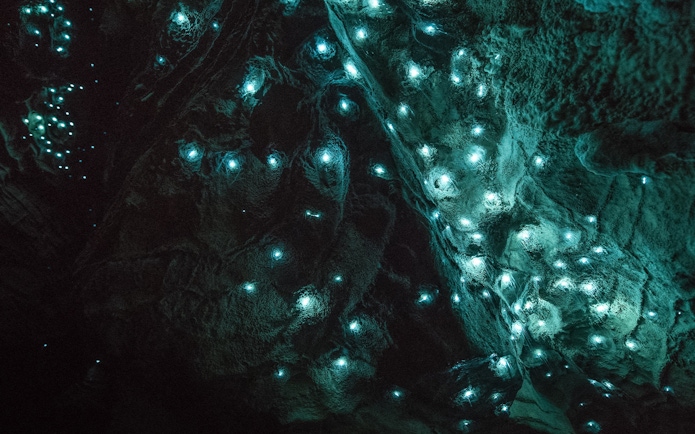 Glowworms illuminating the ceiling of Aranui Cave during a guided tour in New Zealand.