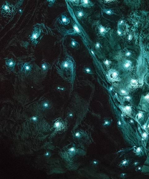 Glowworms illuminating the ceiling of Aranui Cave during a guided tour in New Zealand.
