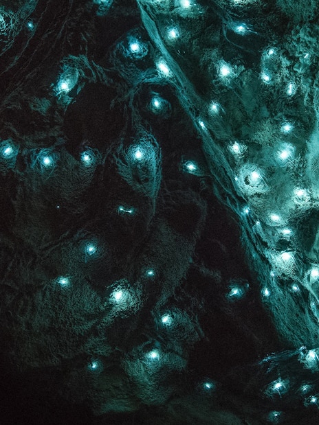 Glowworms illuminating the ceiling of Aranui Cave during a guided tour in New Zealand.