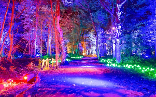 Pathway illuminated with colorful lights in a forest setting, part of Harry Potter: A Forbidden Forest Experience.