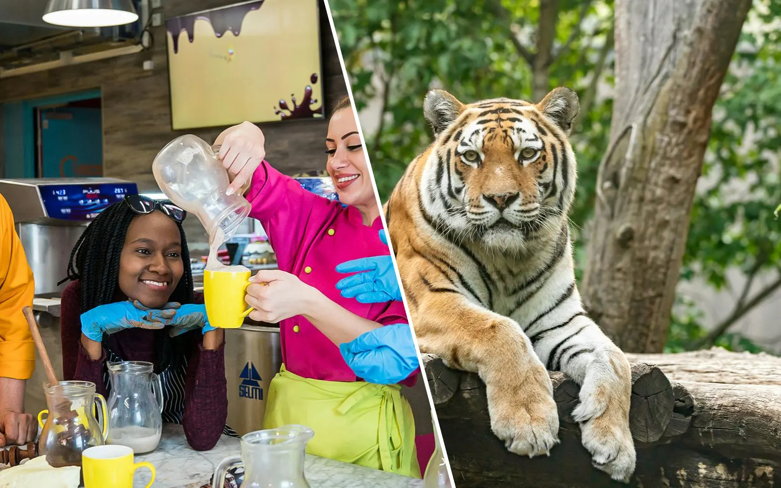 Chocolate workshop in Vienna and Siberian tiger at Schönbrunn Zoo.