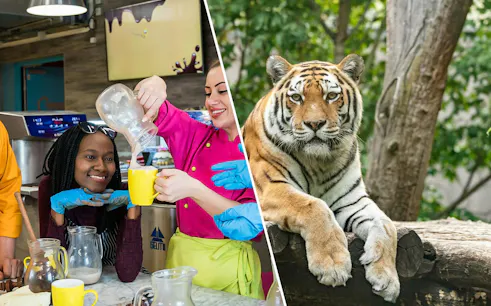 Chocolate workshop in Vienna and Siberian tiger at Schönbrunn Zoo.