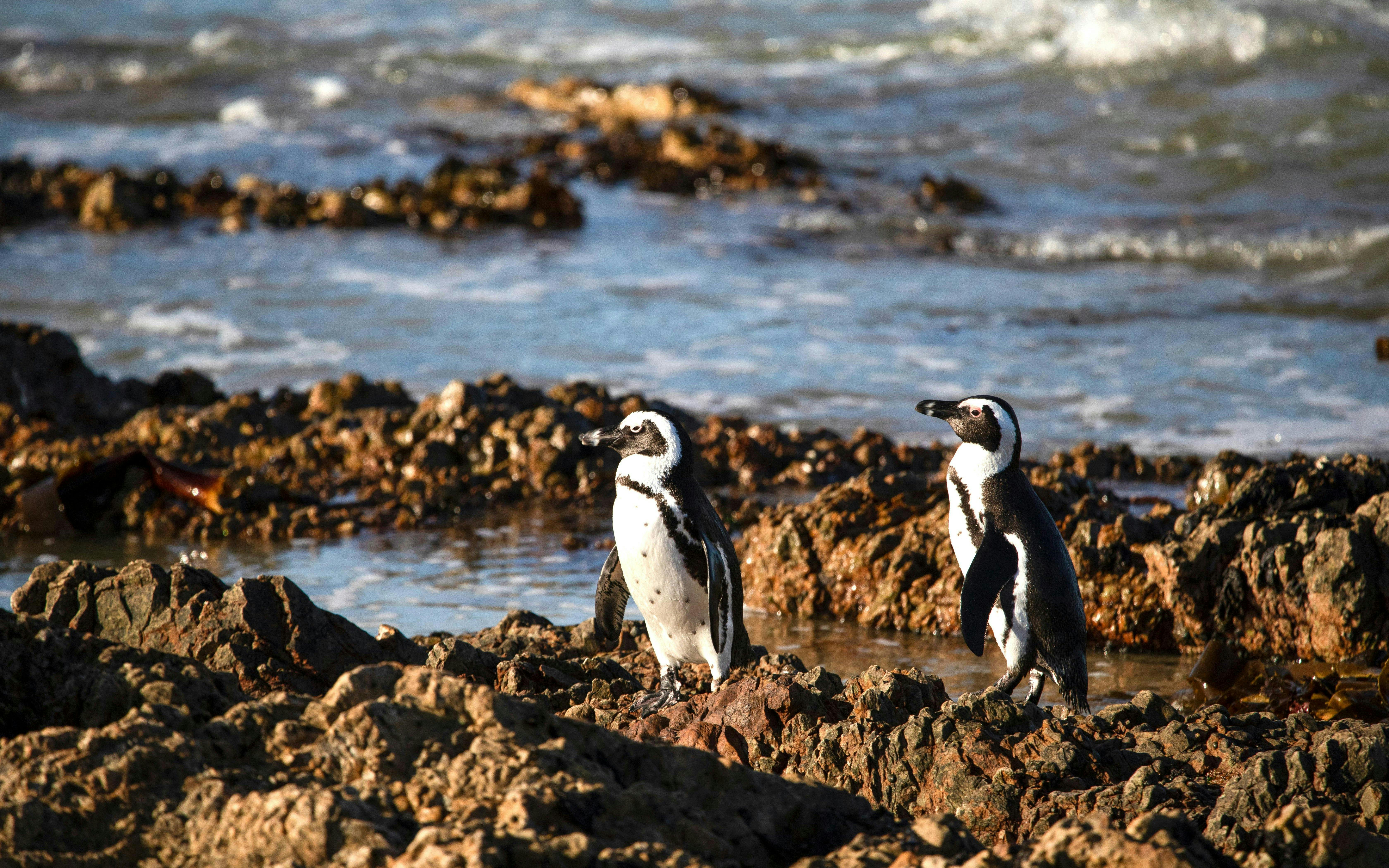 Penguins on rocky shore at Stony Point Penguin Colony, South Africa.
