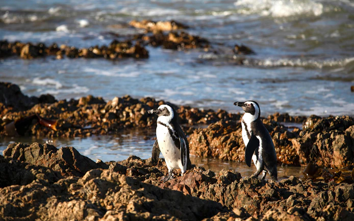 Penguins on rocky shore at Stony Point Penguin Colony, South Africa.