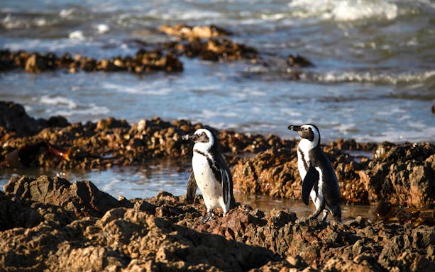 Penguins on rocky shore at Stony Point Penguin Colony, South Africa.