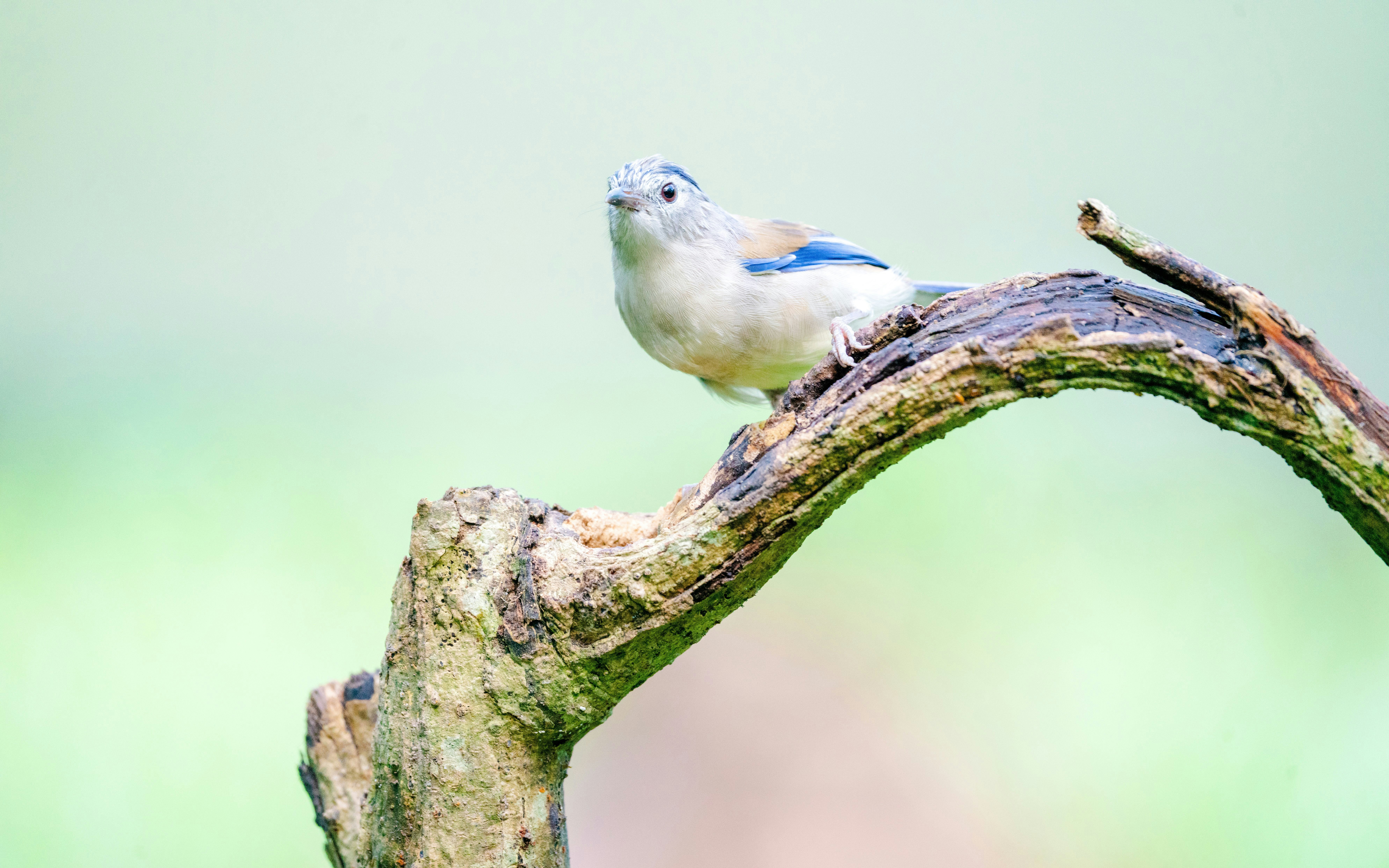 Blue-winged Minla perched on a curved branch in a natural setting.